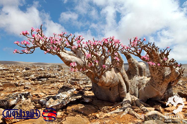 شجرة العدنة المميزة في جزيرة سقطرى الساحرة المشهد الدولي
